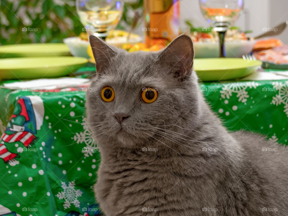 Beautiful grey British cat with yellow eyes sits at the festive New Year's table