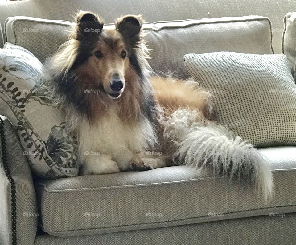 Collie on the couch 