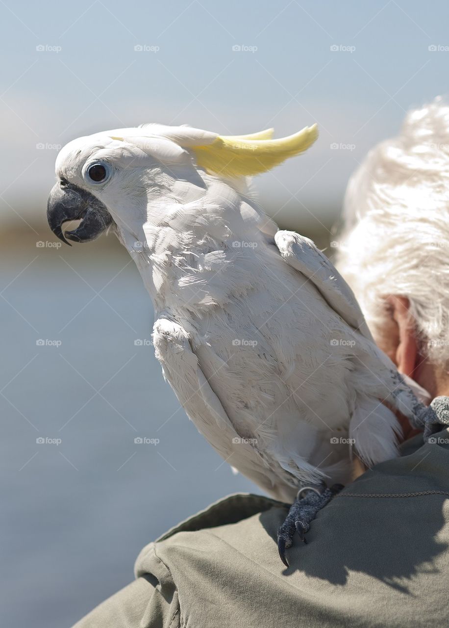 Close-up of cockatiel on mens shoulder
