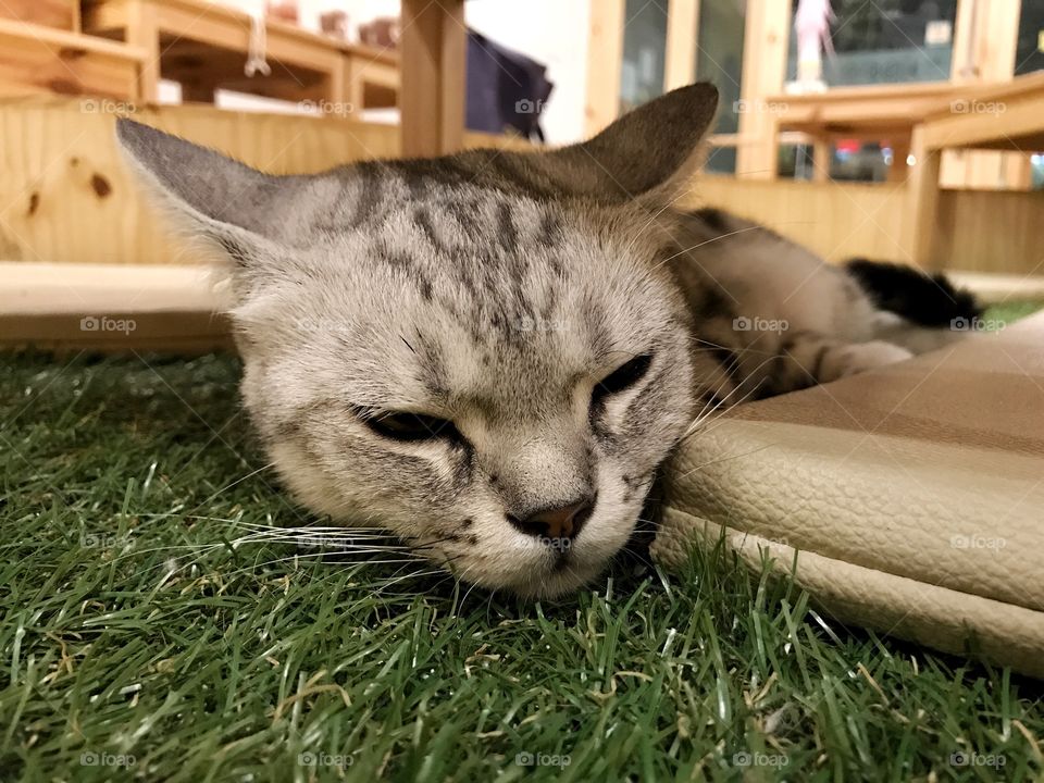 Close up thai cat face lie down on the floor