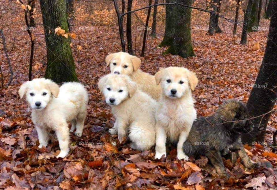 Battle: Summer vs Fall mission