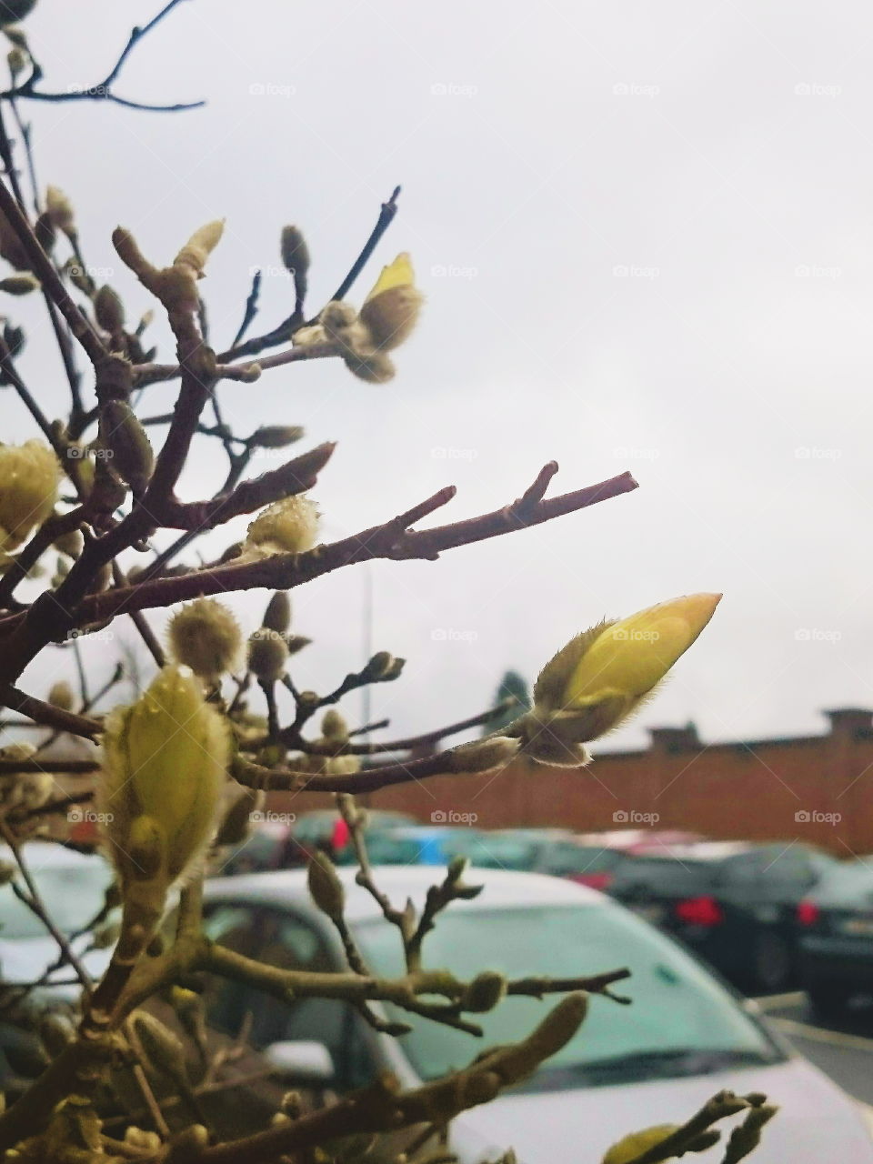 Magnolia stellata buds