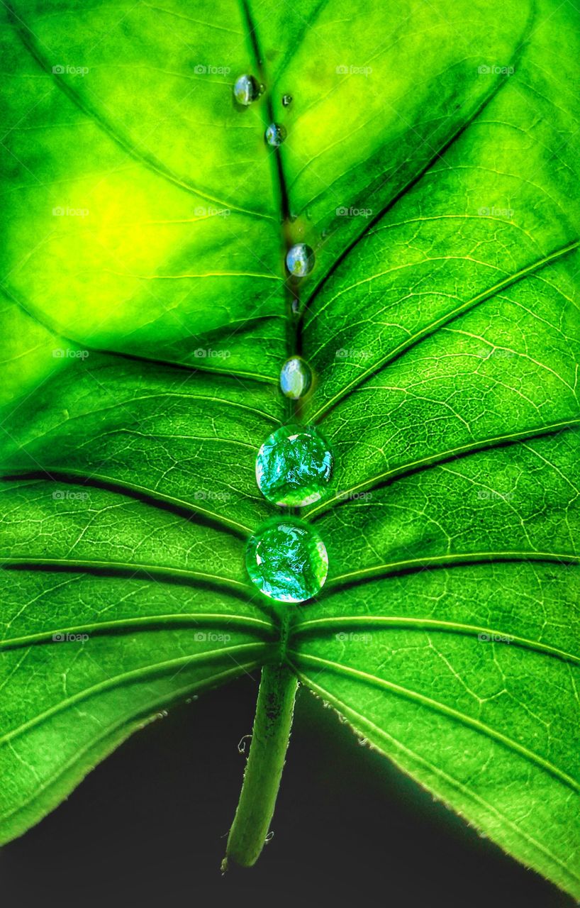 beautiful water drops in a leaf