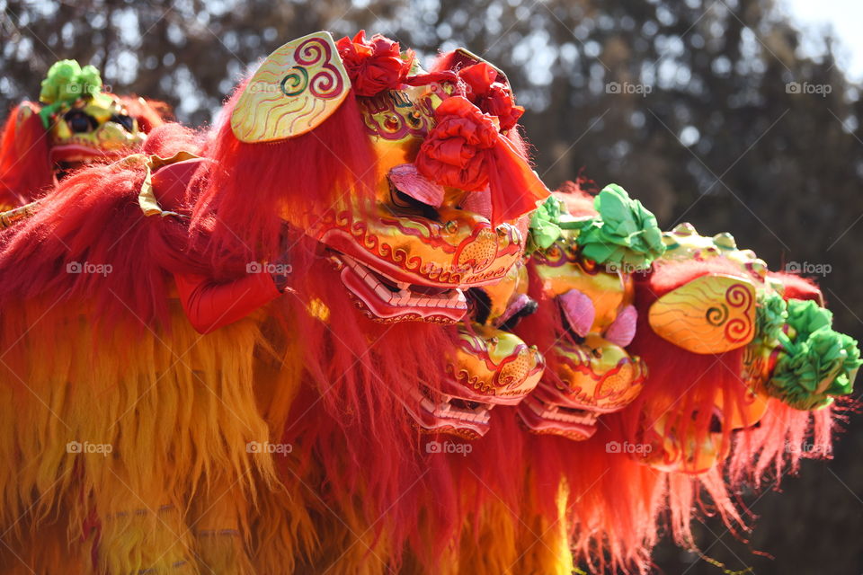 chinese spring festival in Beijing,  the lion dancers