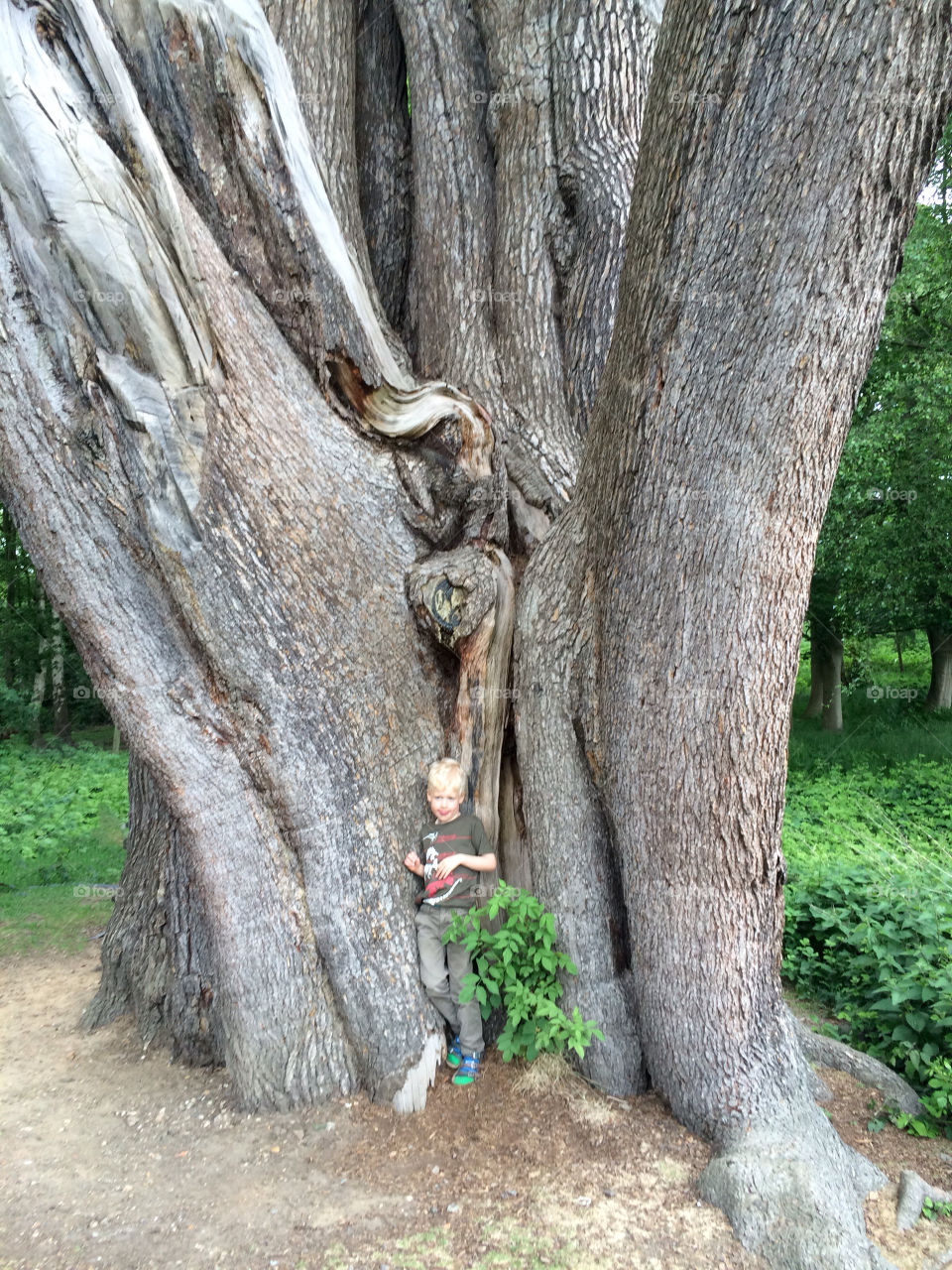 Ancient Lebanese cedar tree. Old cedar tree at Painshill, Cobham, Surrey, England