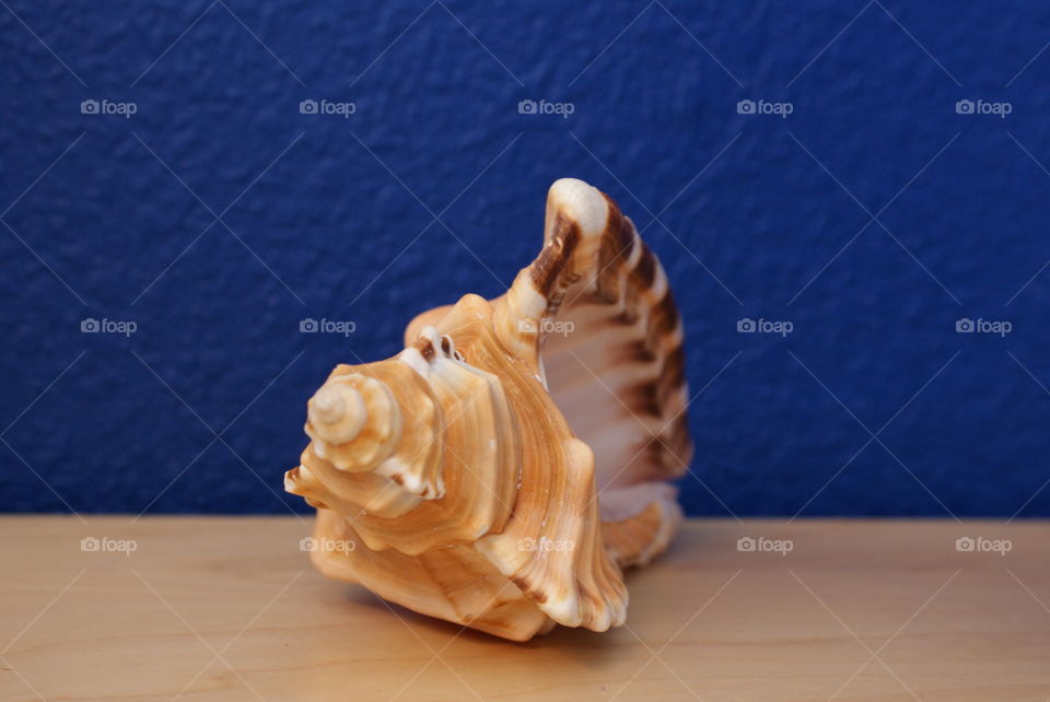 Seashell 