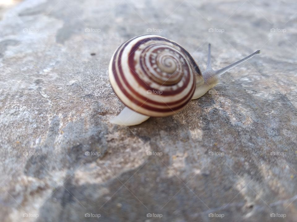 Snail