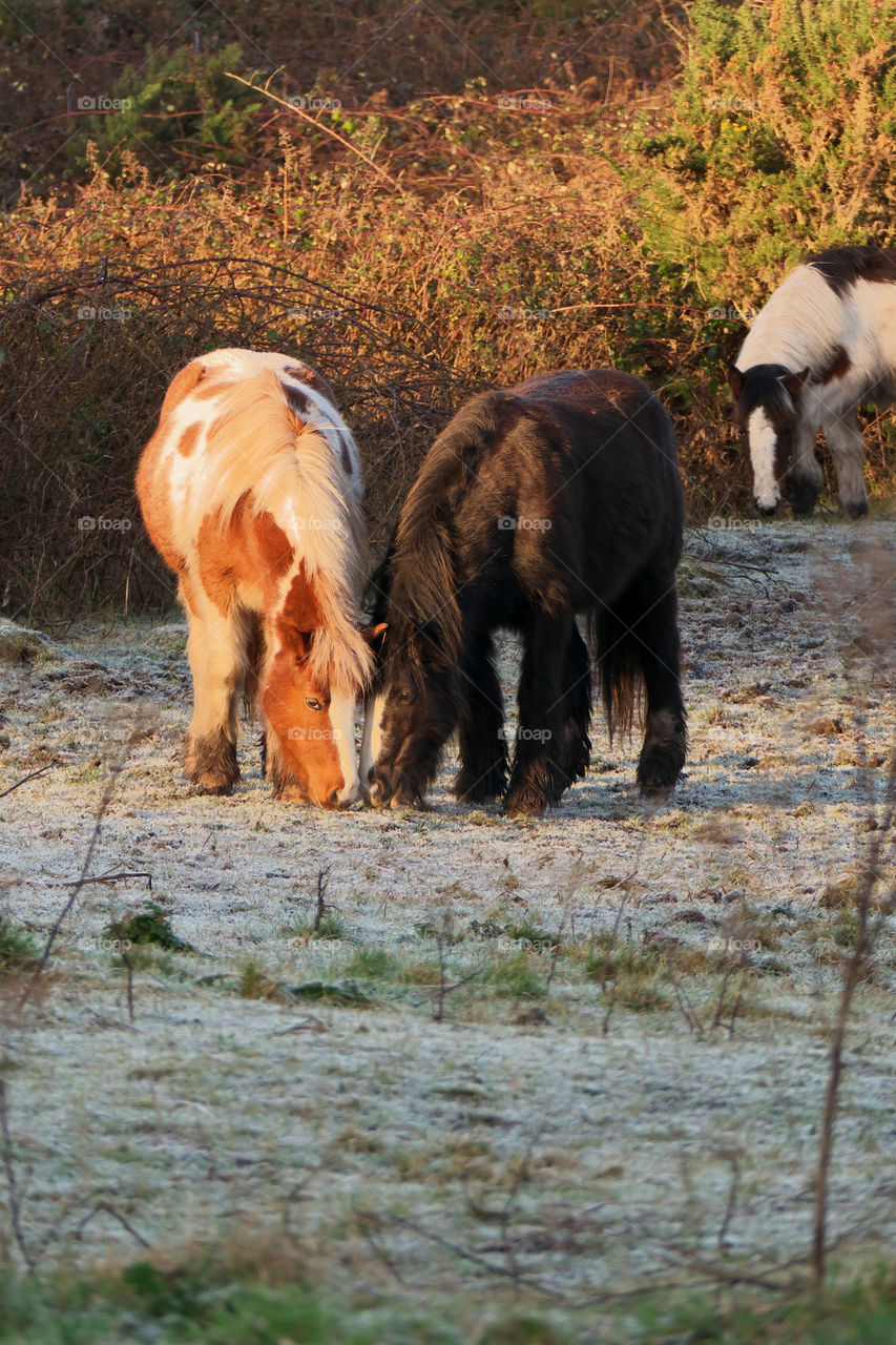 Horses at frozen pasture