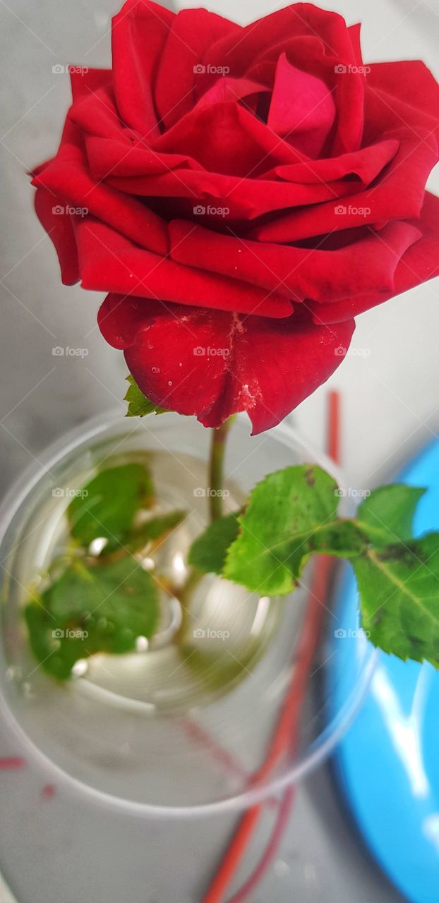 rose