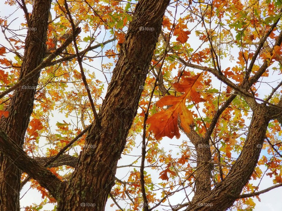 Burr Oak Tree in the Fall