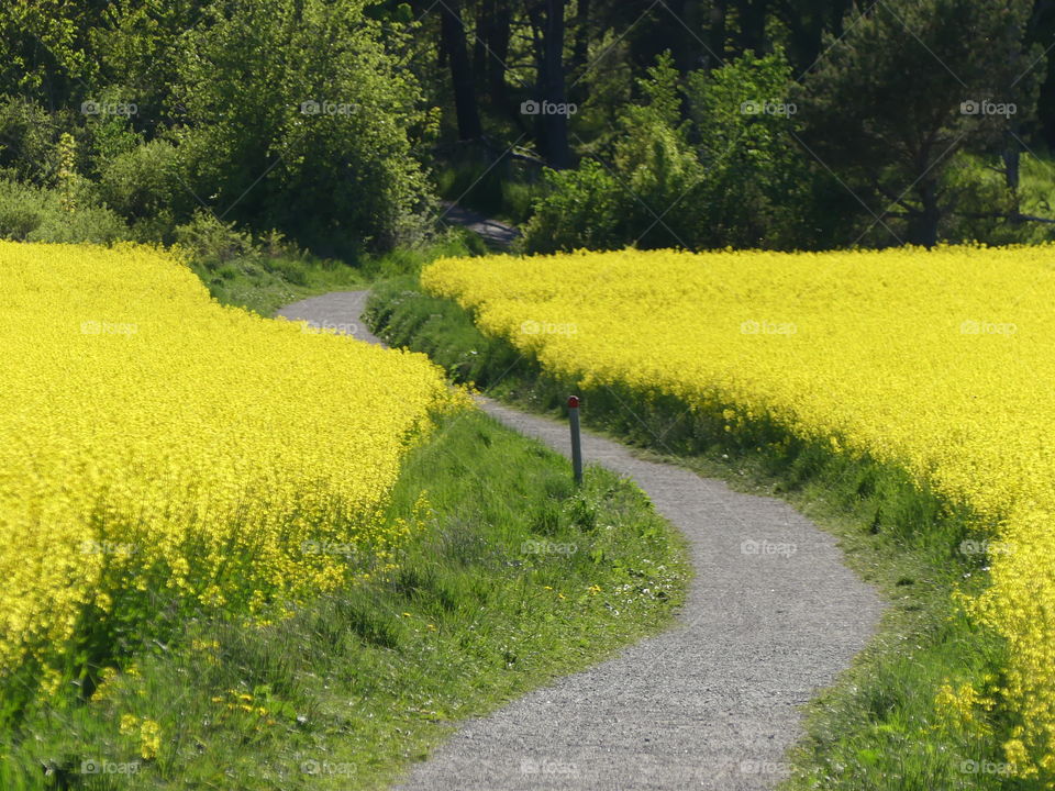 Path through rapeseed fields