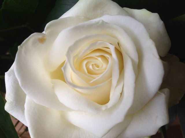 Beautiful white rose