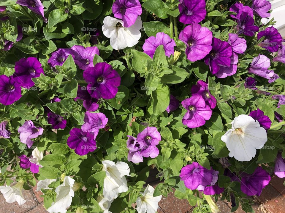 A great burst of primula magic found outside a popular tea shop in Devon 