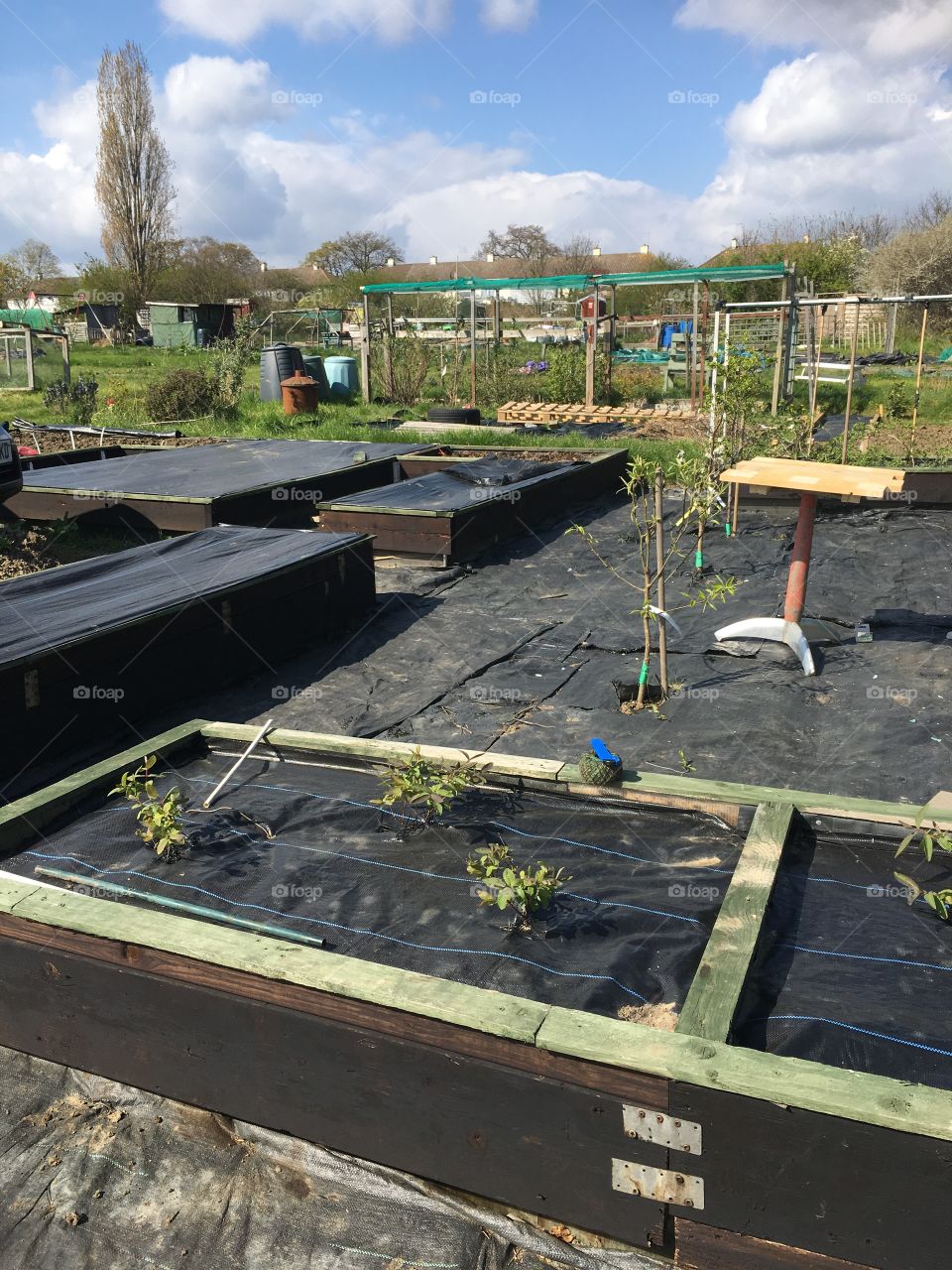 Preparing for summer at the allotment 