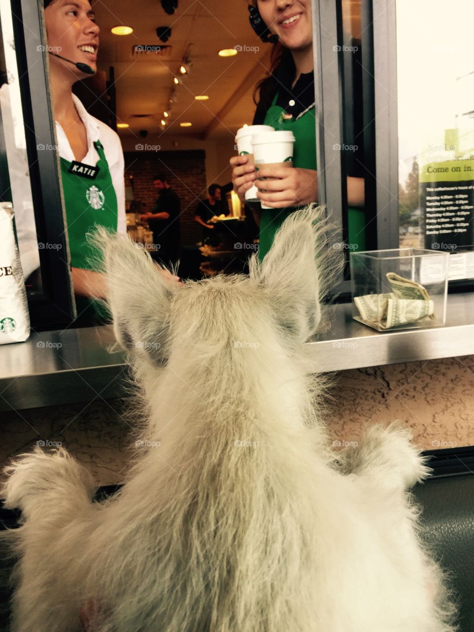 Starbucks order by my Westie . My Westie puppy enjoys Starbucks 