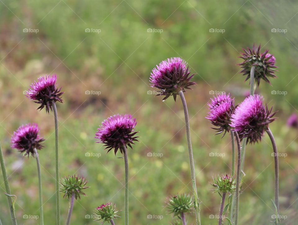 Lineup of milk thistles after a rain 