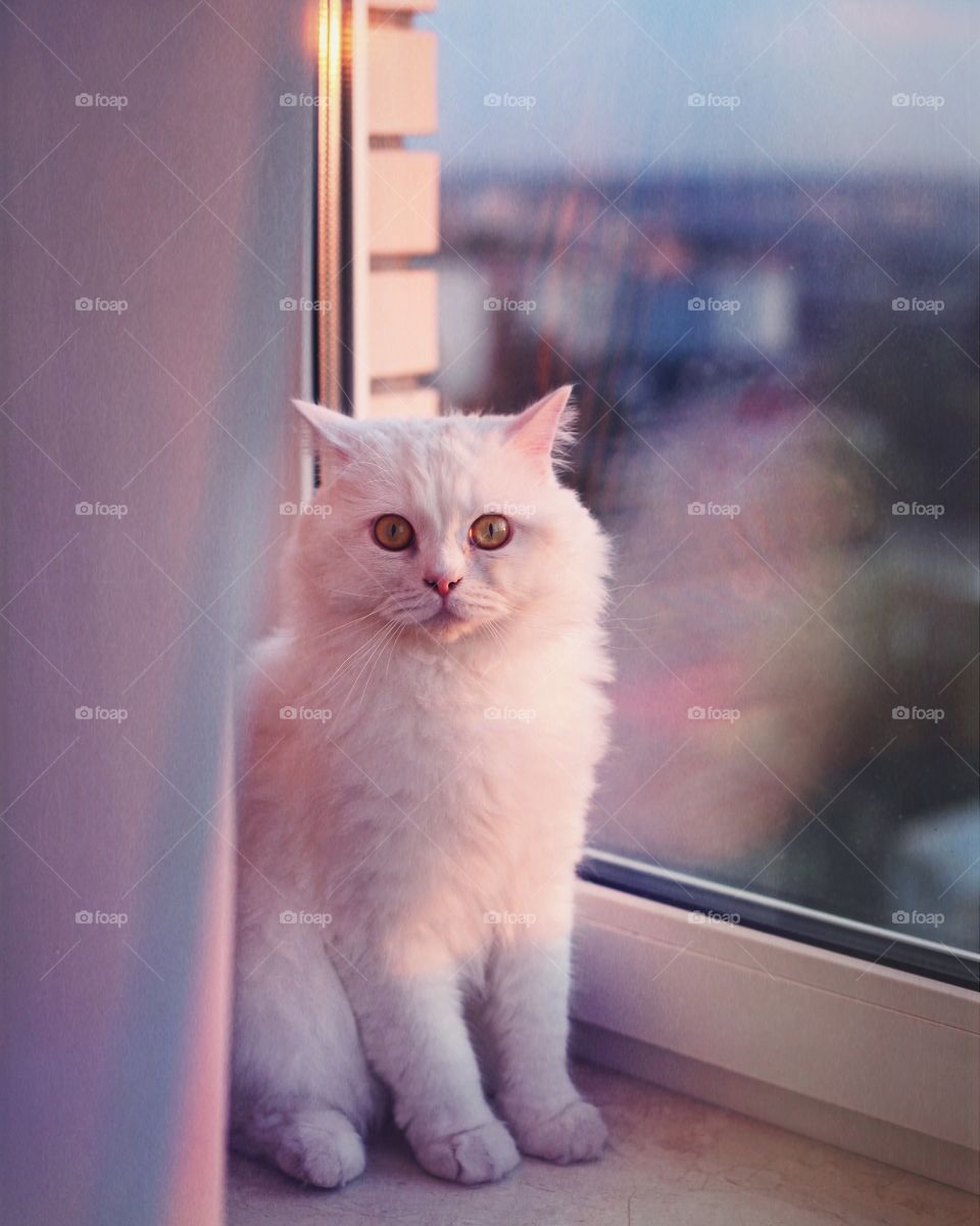 White cat sitting on window sill