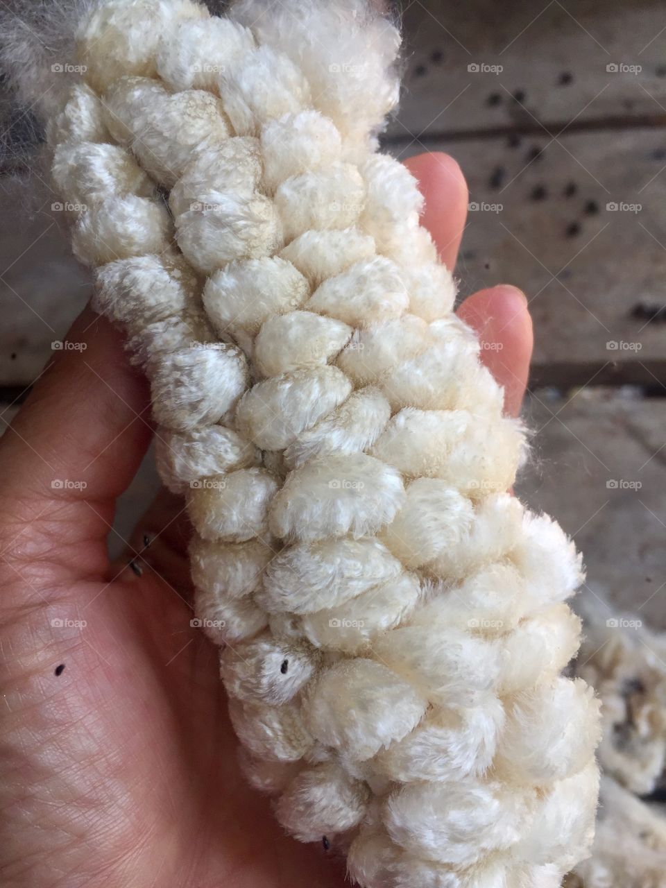  White silk cotton tree, Ceiba, Kapok, Java cotton, Java kapok, Silk-cotton