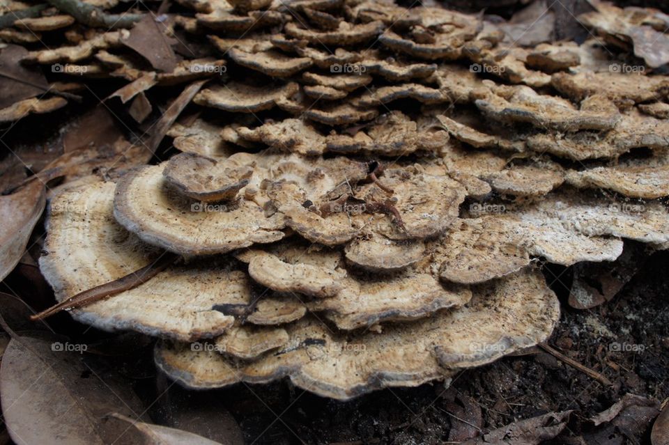 Flat mushrooms