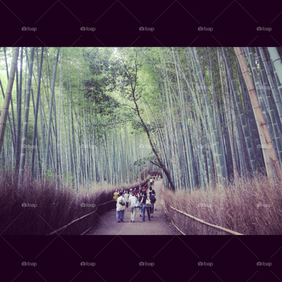tree walkway kyoto banbu by KengPP