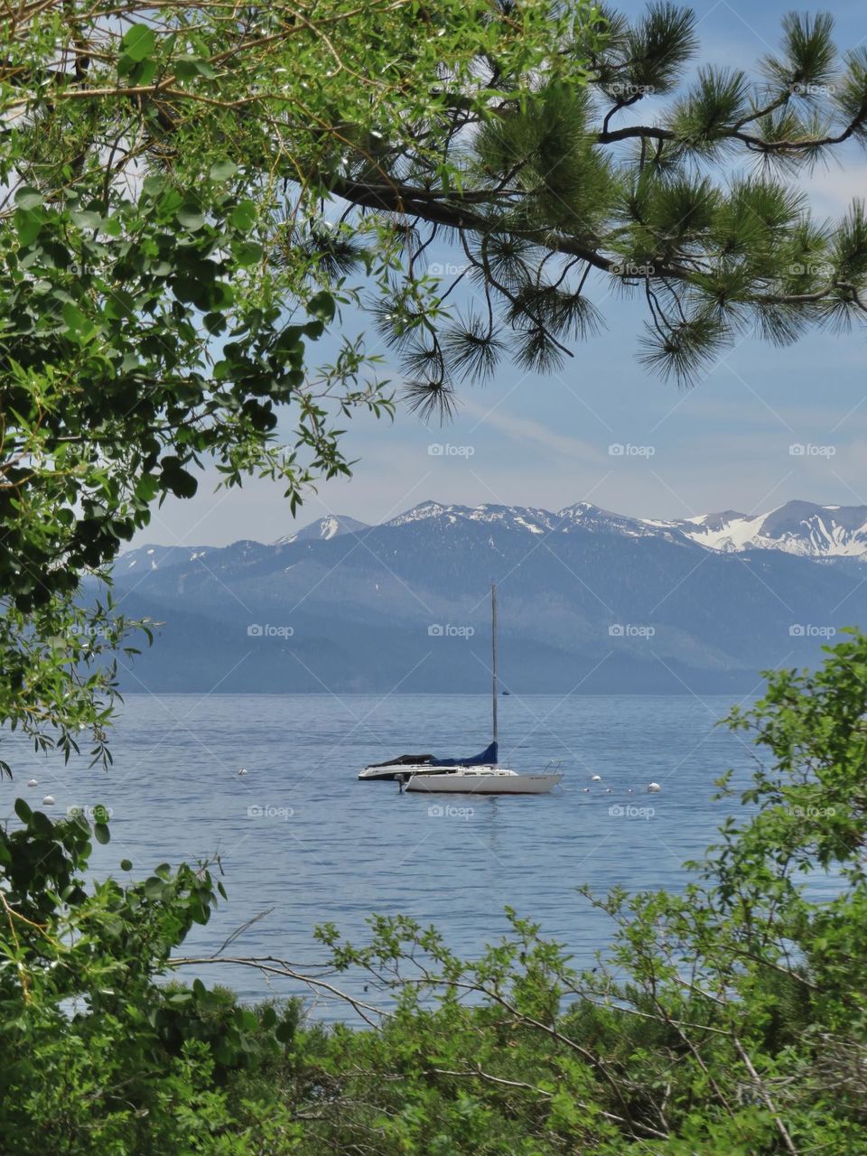 A Sailboat Floating on the Calm Blue Waters of North Shore Lake Tahoe, Framed by Foliage with a Picturesque Mountainous Backdrop.