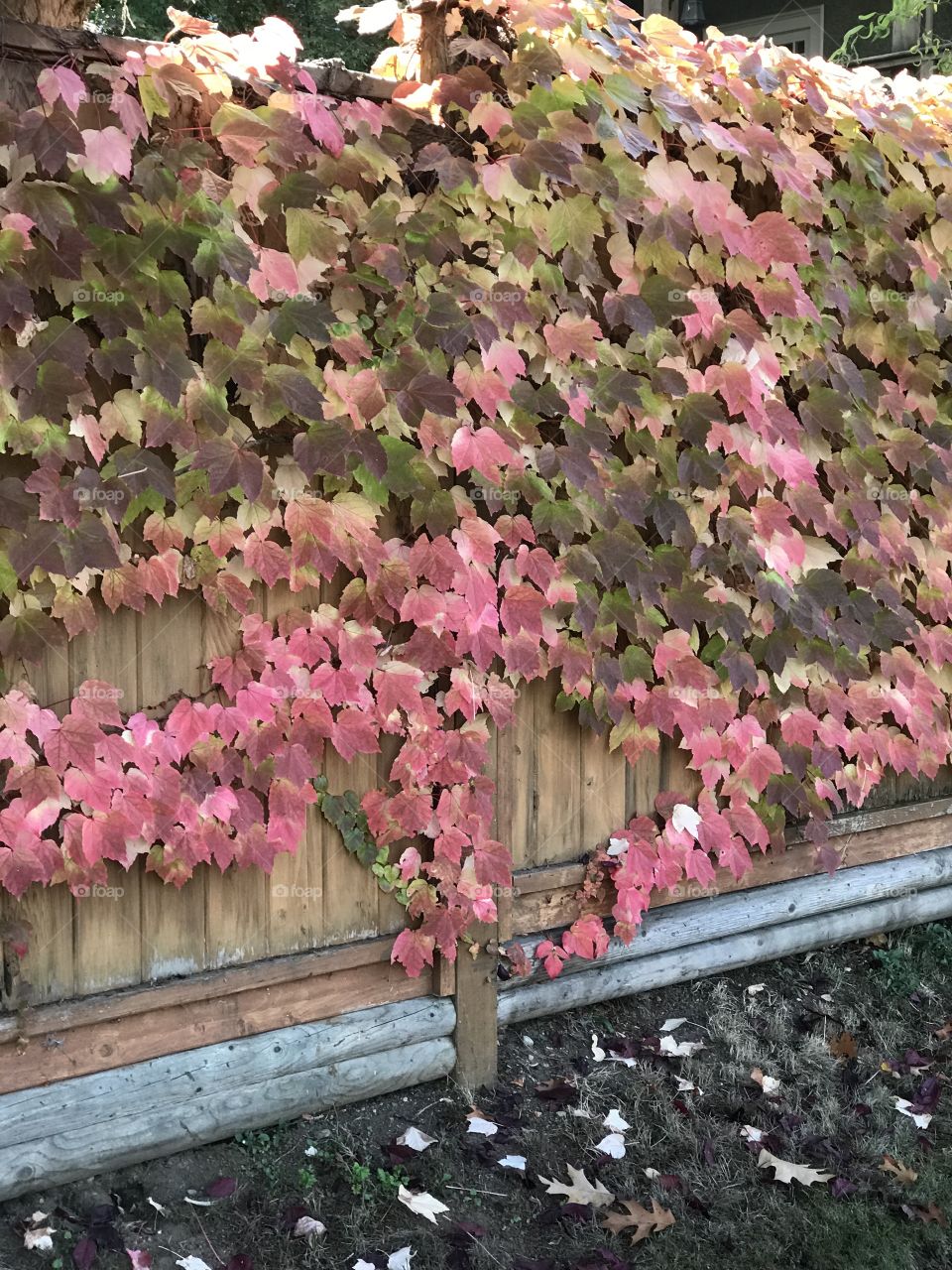 Fall climbing leaves on fence
