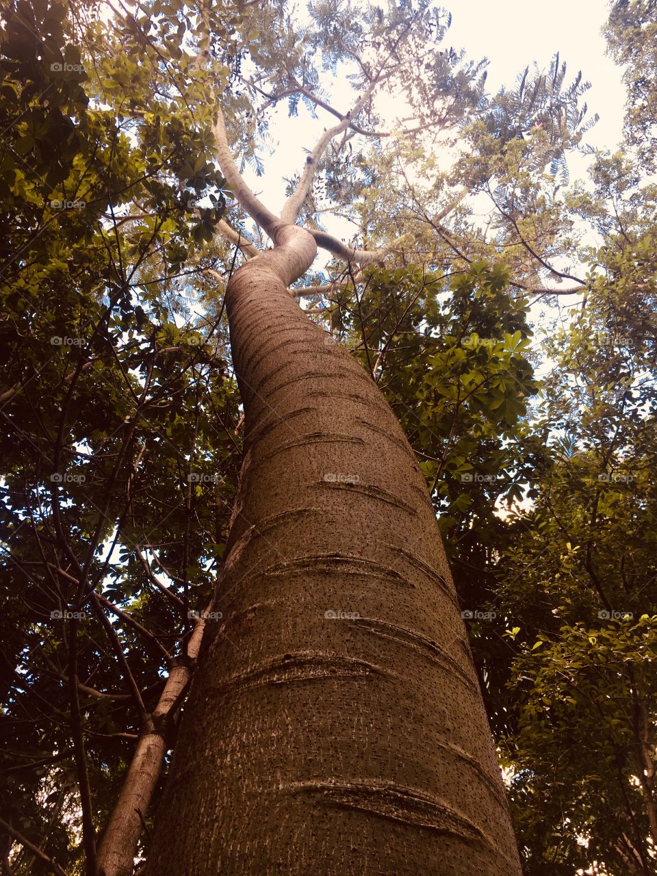 Interesting tree bark.