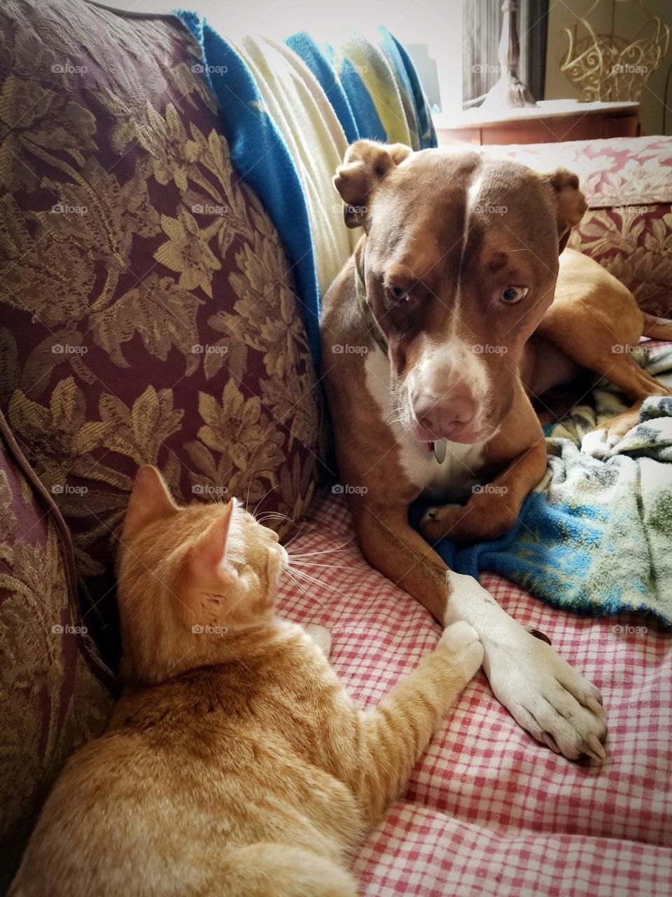 Let's Be Friends! A yellow tabby kitty Cat and a Pit Bull Mix puppy Dog sitting in a couch together looking at each other touching paws 🐈🐕🥰