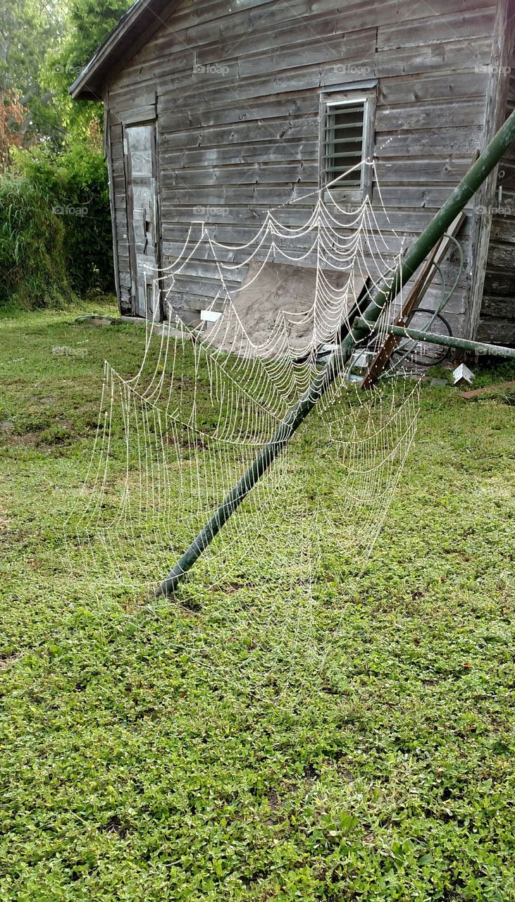 huge spiderweb on swing after early morning rain