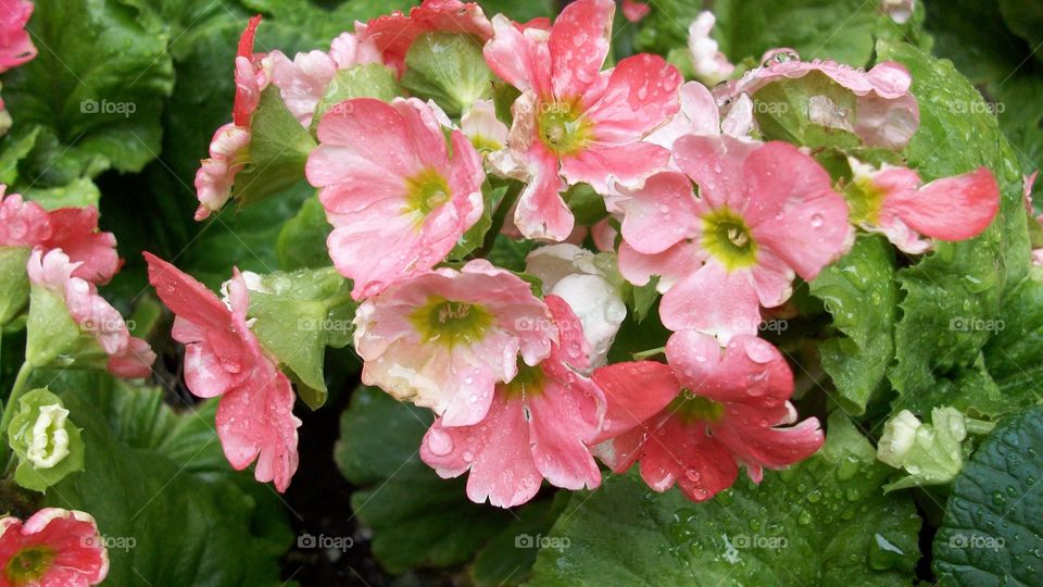 Pink flowers