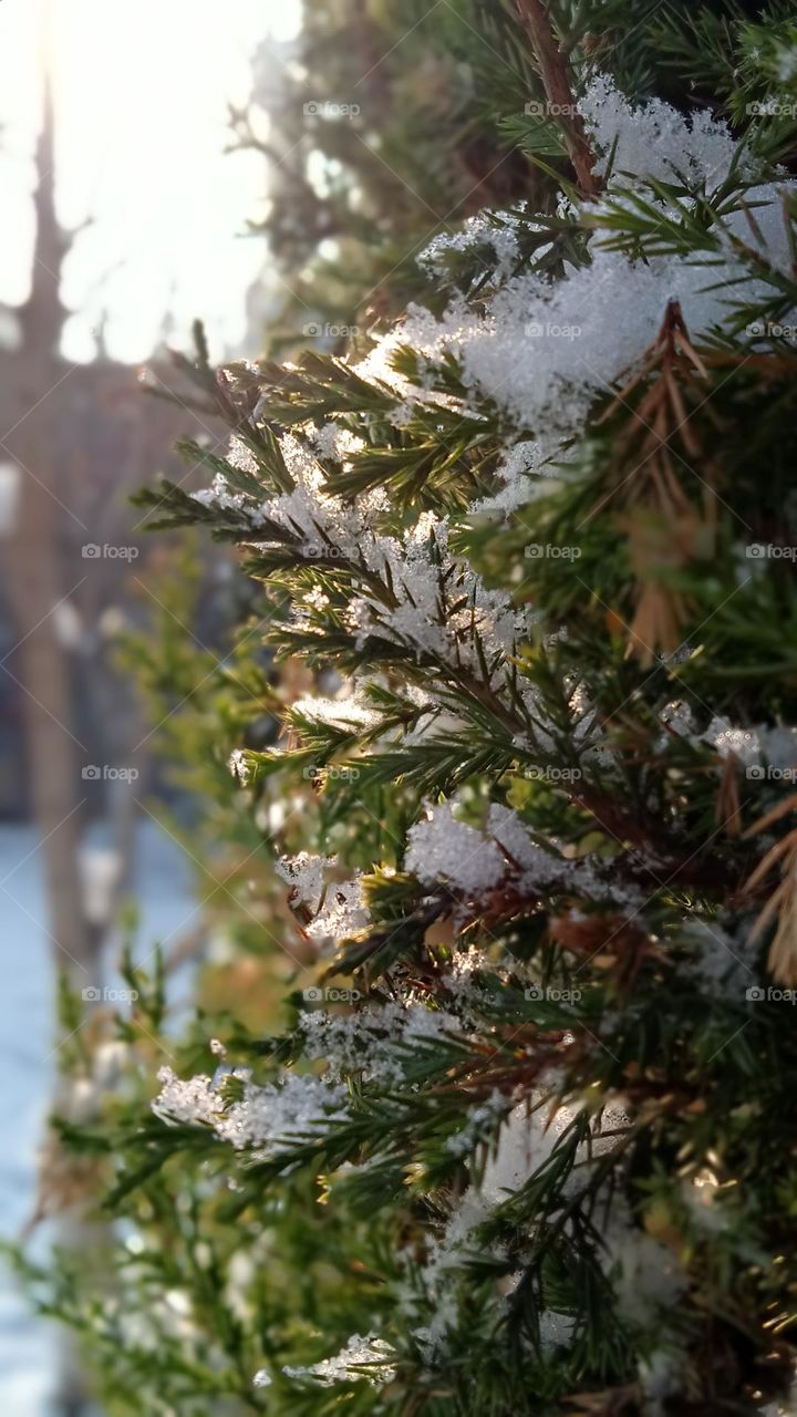 Snowflakes are one of nature's most fragile things, but just look what they do when they stick together.