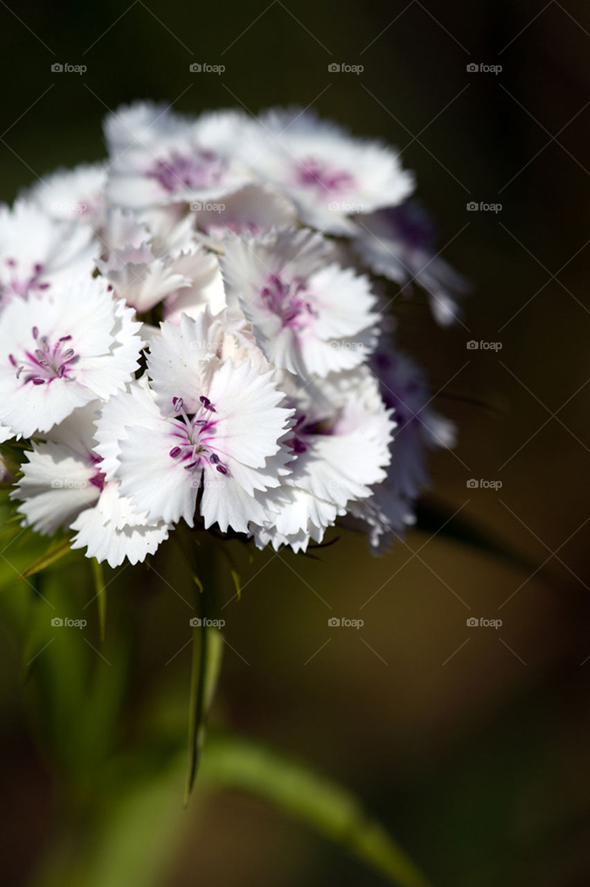 Flowers . Just love shooting small things like flowers and other. Name, have no idea what it is:-/