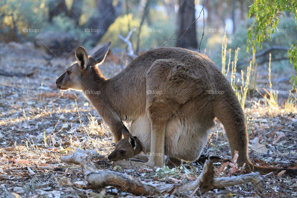 Female kangaroo with joey baby in her pouch in the south Australian wild outback 