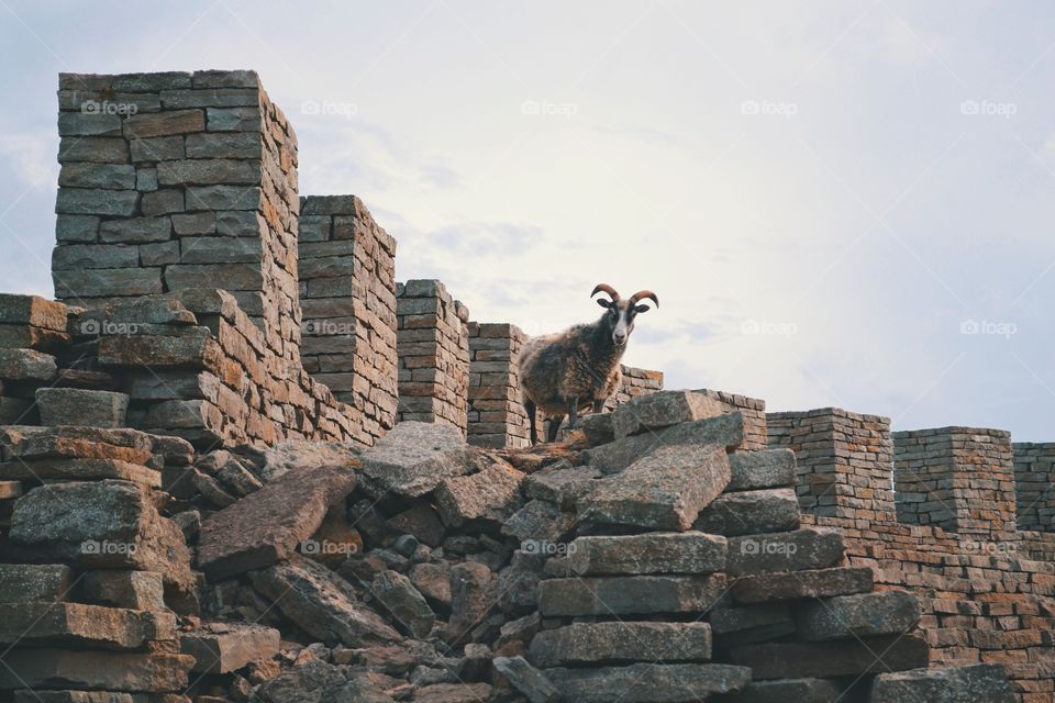 Close-up of goat on stone