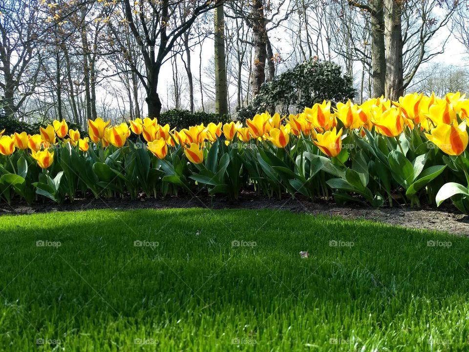 Keukenhof