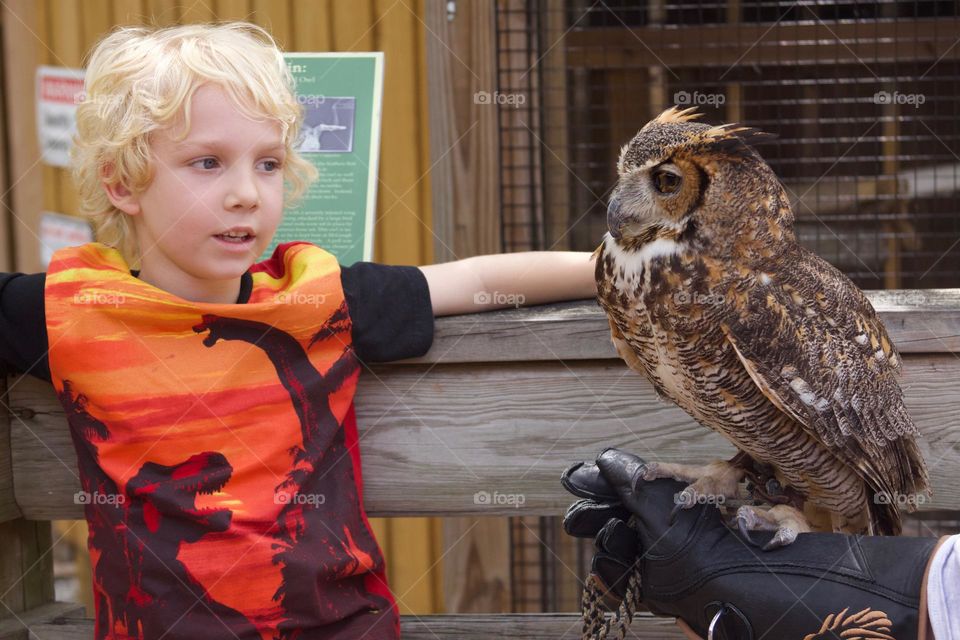 Hi There, Great Horned Owl