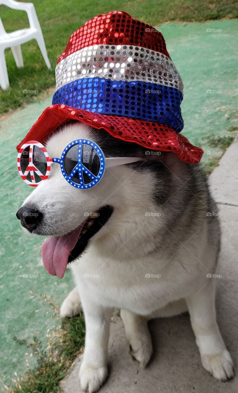Dogs of the USA