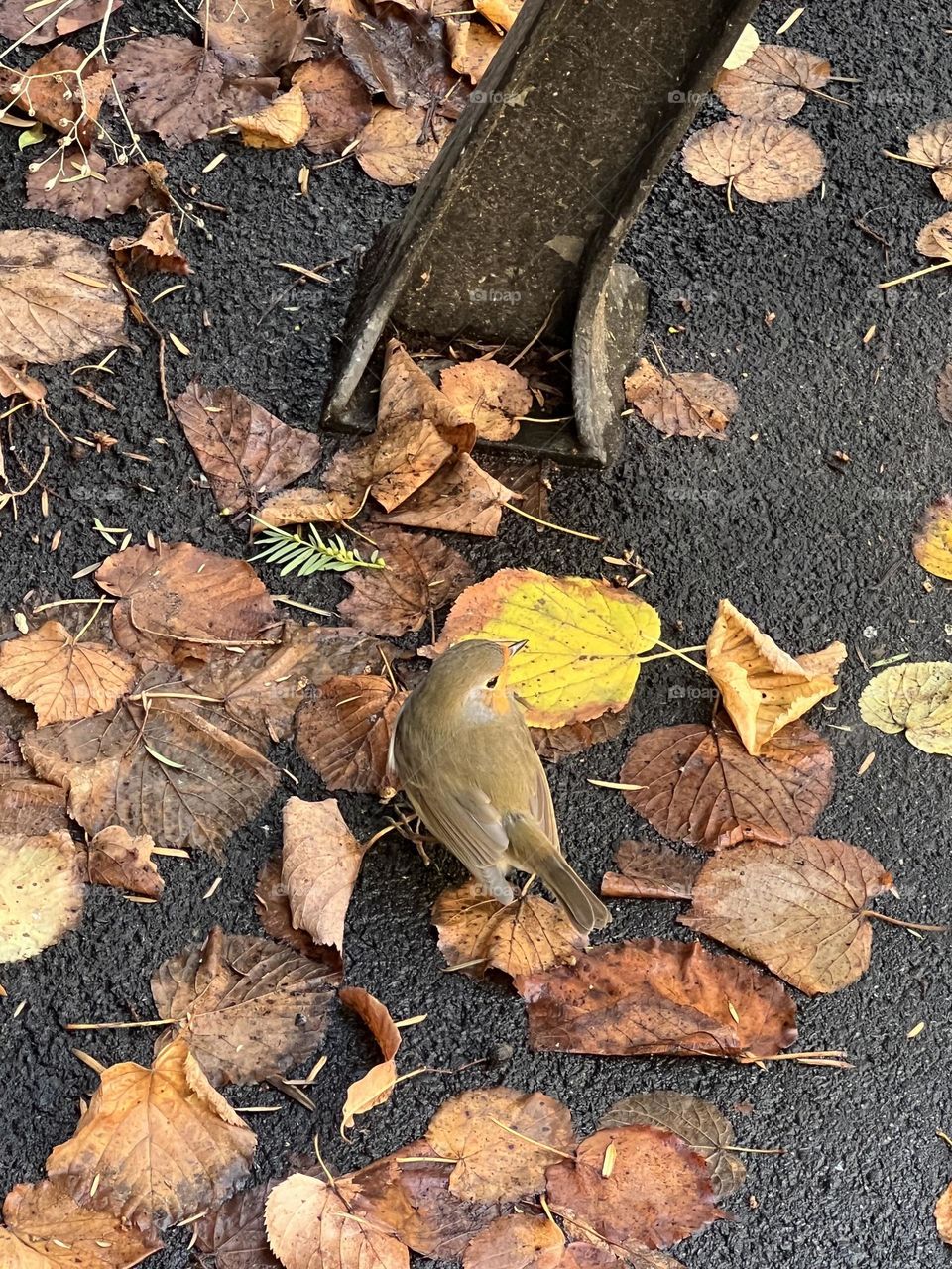 Robin hopping around in autumn coloured leaves.