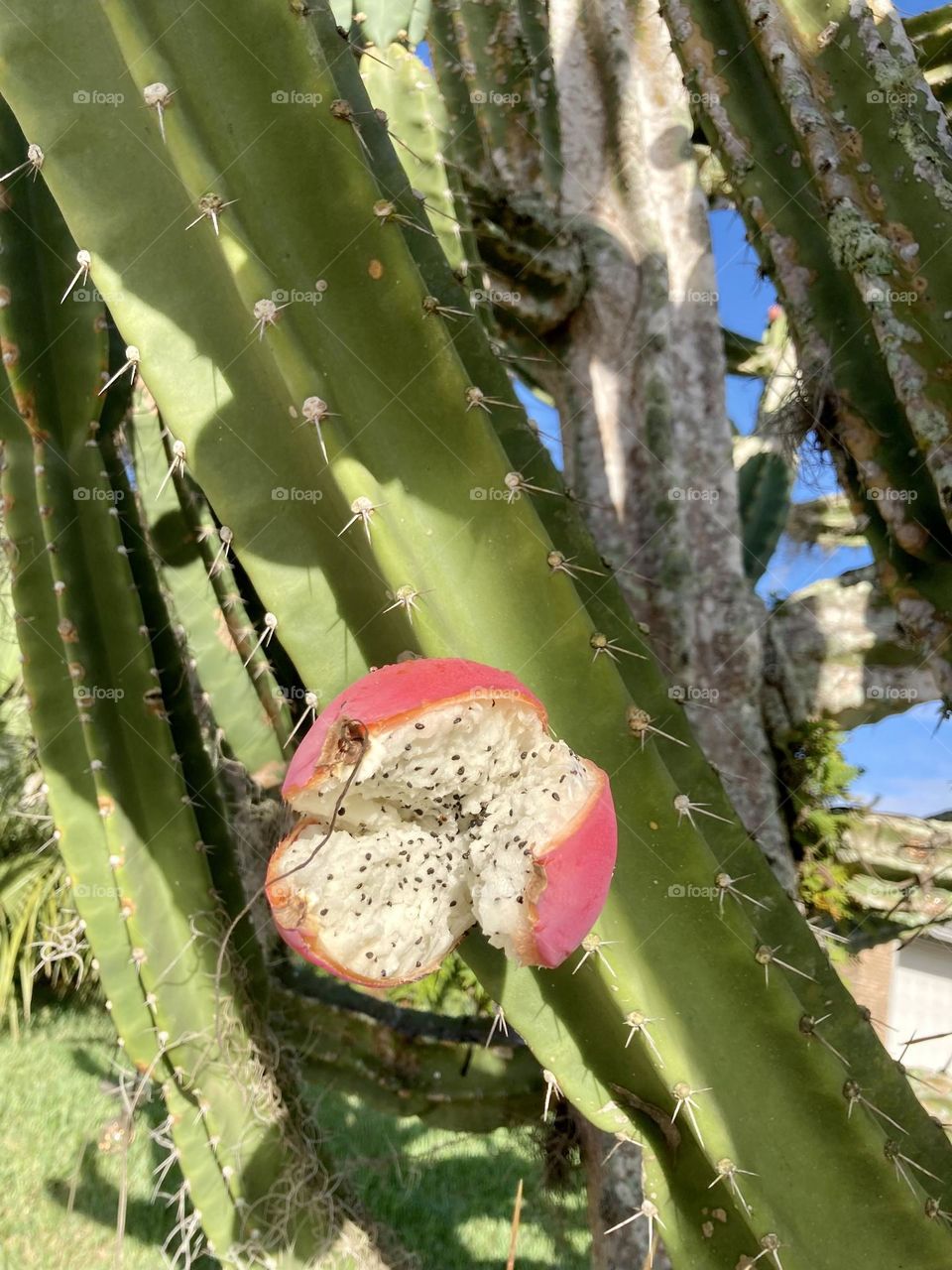 Cactus with fruit 