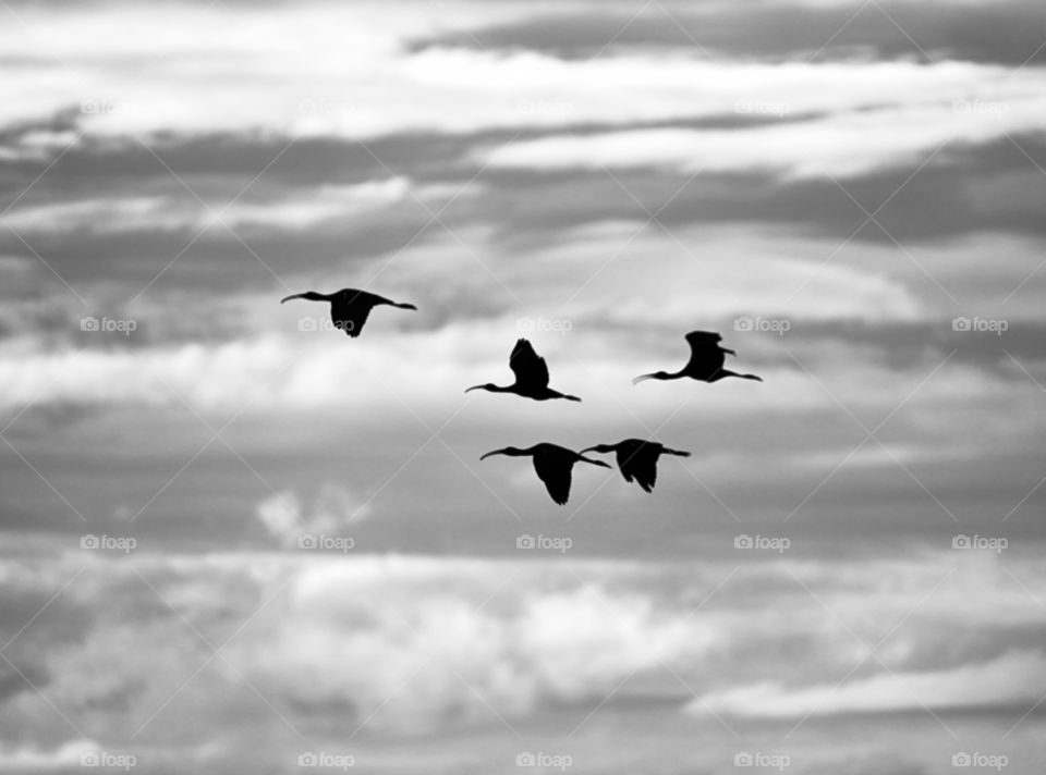 Birds flight photography - Flock of crane - returning home