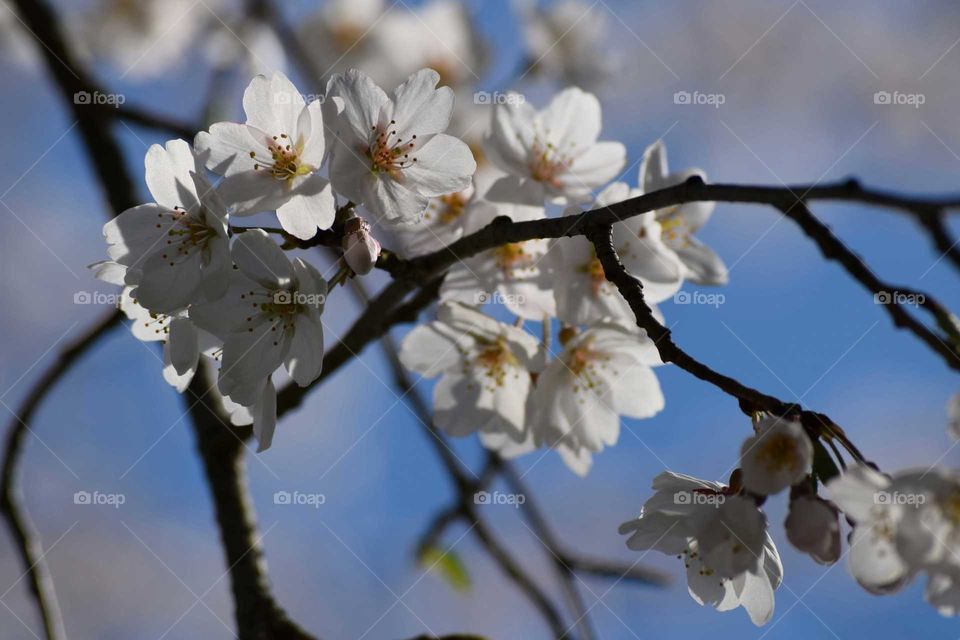 Cherry blossoms growing on tree