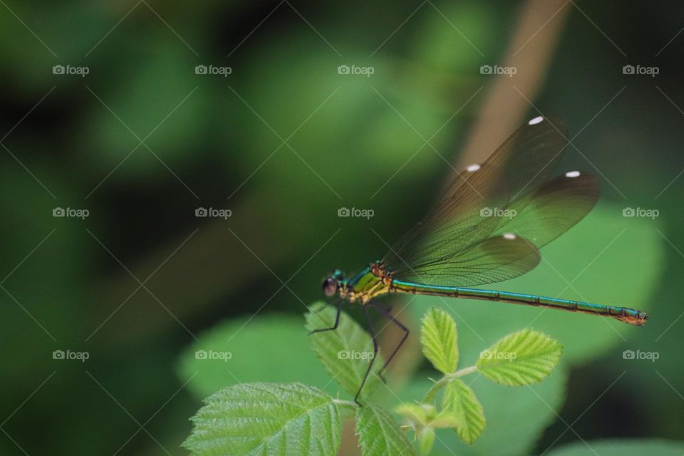 Dragonfly on the green leaves