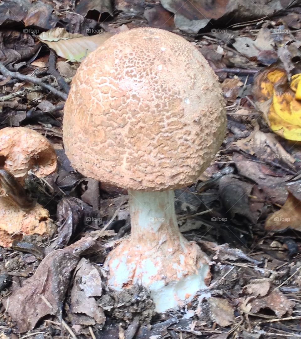 Mushroom growing on field