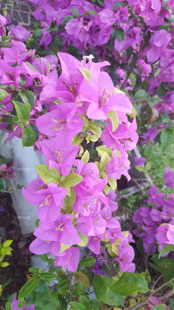 Beautiful purple flower power