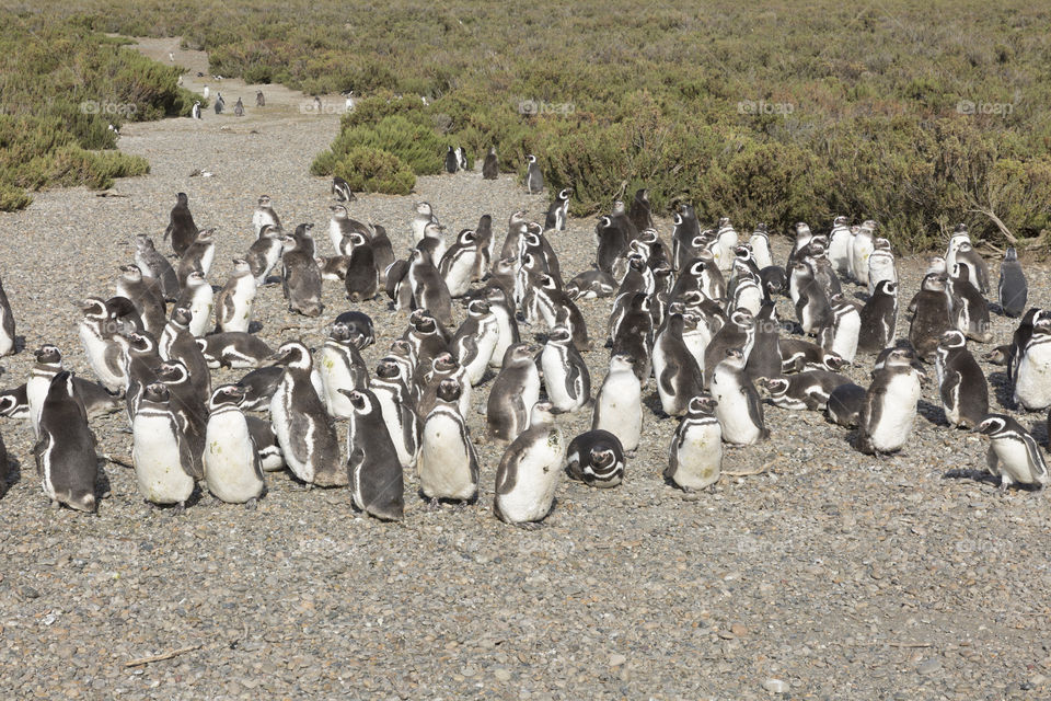 Pinguenera Faro Cabo Virgenes.