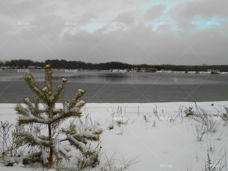 Winter, Tree, Landscape, Snow, Water