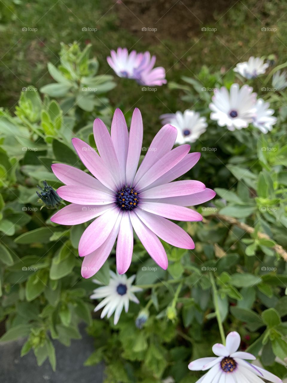 Flores violetas y blancas 