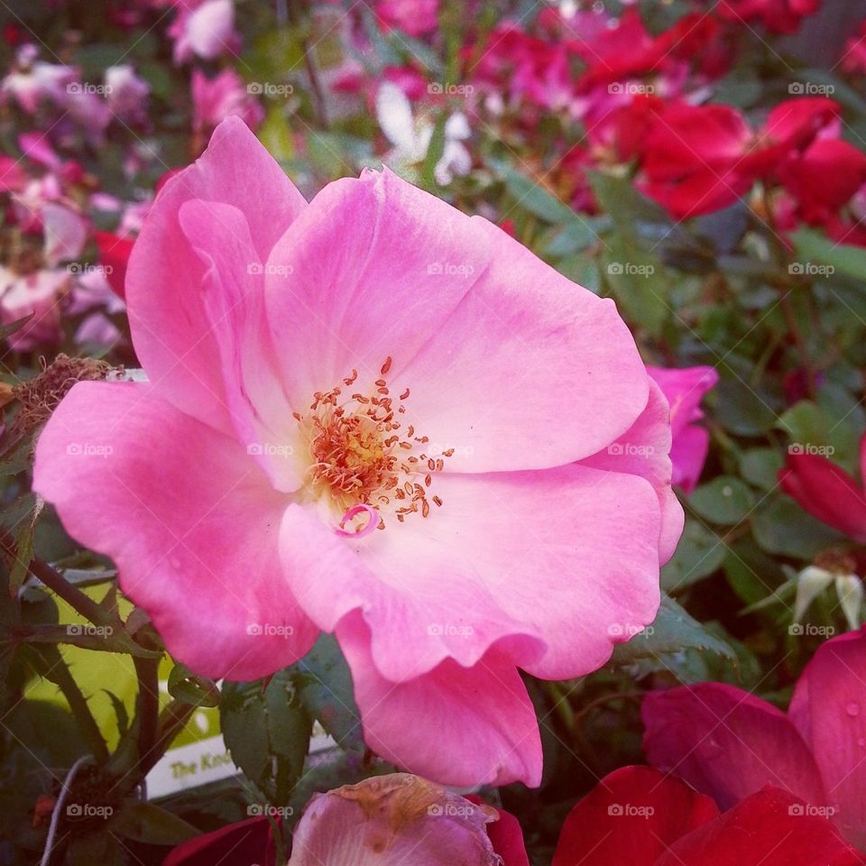 Beautiful Rose