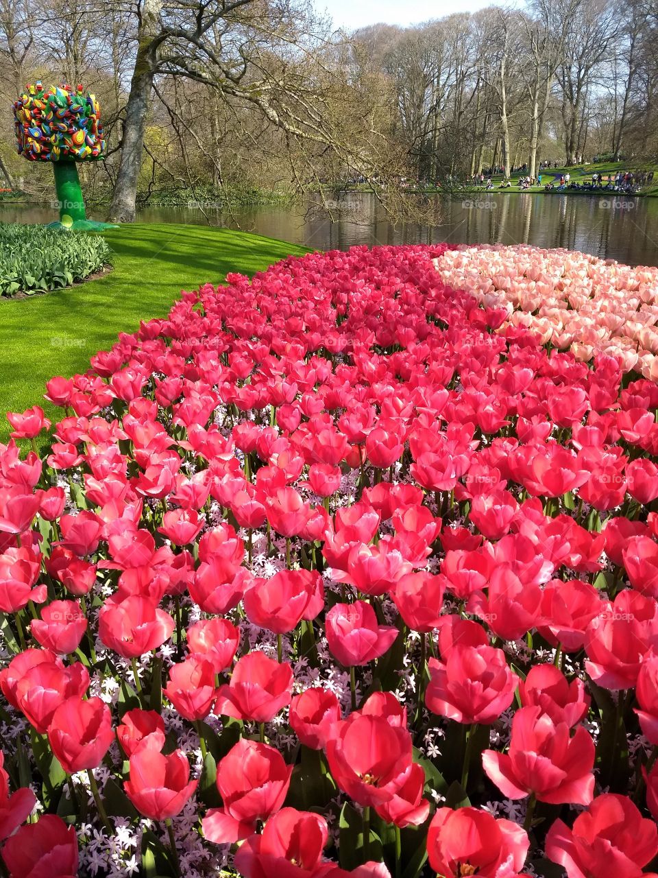 keukenhof 🌷 
Um dos passeios mais lindo que já fiz... Primavera na Holanda os passarinhos cantam e tudo fica colorido.