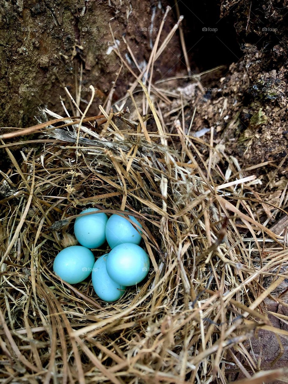 A clutch of blue bluebird eggs in a nest of straw. The circle of life continues in spring 
